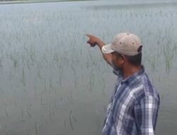 Ribuan Hektare Sawah di Mesuji Terancam Gagal Panen Akibat Terendam Banjir
