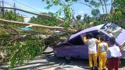 Angin Kencang Melanda Kota Padang, Pohon Tumbang Menimpa Mobil dan Rumah
