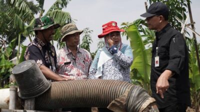 Direktur Jenderal PSP Kementan Melakukan Kunjungan ke Lahan Pertanian di Indramayu dan Cirebon