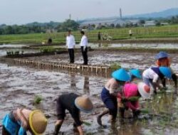 Minister Sulaiman assures rice stocks are secure for Ramadan and Idul Fitri