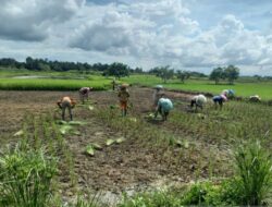 Petani di Kabupaten Hulu Sungai Selatan, Kalimantan Selatan berharap tidak mengalami kegagalan panen lagi