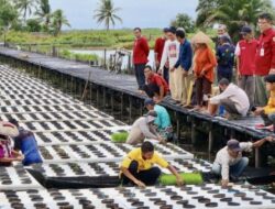 Trials of floating rice in dealing with unpredictable weather conditions