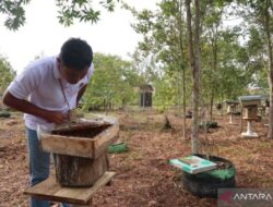 Feature Story – Harvesting the rewards of kelulut honey in the heart of Borneo