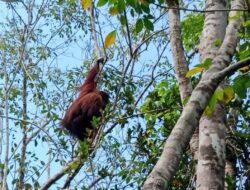 BKSDA monitors orangutan observed in Tabalong